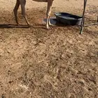 جذعه لقحه
