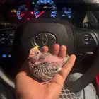 فرخ كروان فراشه غر