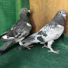 زاجل