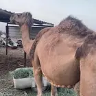 ناقه لقحه موفي
