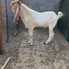 تيس مشروك فحل