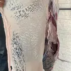 سواكني فاخر وحري ويوجد ذبح والتوصيل يوجد تابي