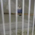 انثى روز محلله منتجه