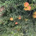 رمان طايفي فاخر حبه كبير وحمر وحالي