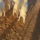 هرافى حريات
