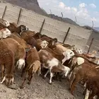 طليان سواكني مرابى نظاف ذبايح