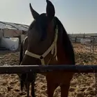 حصان اصيل ابوه سنجار على كلام راعيه العمر سنتين غير معسوف ي