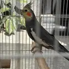 جوز كروان (ذكر وأنثى)