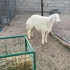 للبيع طلي حري