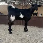 تيس مخصي فل سمين سنه ثني