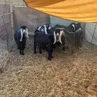 معزى عوارض طيبه دفيع فحص سونار