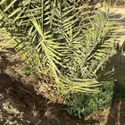 جثيث للبيع مقفزي وشكلة وحمراء عميق وحمراء حصان وبديره وخلعه