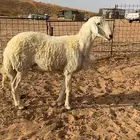 فحل حري مشروط وطيب