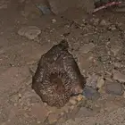 دجاج براهمه