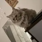 قطه معقمه العمر 11 شهر جميييع اغراضها معاها ( للتبني )