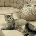 قط سكوتش ستريت
