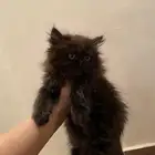 قطه للبيع