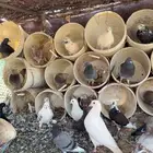 حمام مشكل للبيع