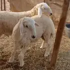 طليان حري من حلالي جبر مقفل شحم ولحم