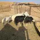 حريات ونجد