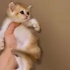 سكوتش قولد مستوى مميز