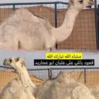قعود البيع باتلي على عليان ابو عجاريد