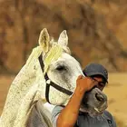تعليم وتدريب على ركوب الخيل باحتراف (بمنهج متقن )