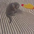 بسه شيرازي انثى عمرها شهرين