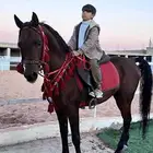 إعلان خاص لمحب ي الخيل