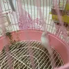 طير زبيراء للبيع الطير عنده اصابه ب عينه والحين زبطت