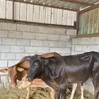 حسلان للبيع