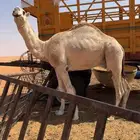 قعود