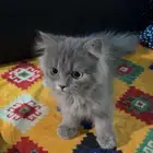 قطط شيرازيه