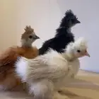 فروخ قطني مشكل ( ابيض - زعفراني - اسود ) ملكي