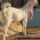 تيس أبرص مستقبل فحل بإذن الله