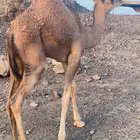 عقود لباني العمر 4 شهور