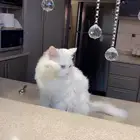 قط لتبني