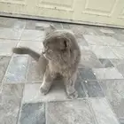 قطوه للبيع انثئ أليفه