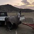 حصان شعبي كفو جدا جدا و سبوق