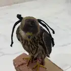 للبيع بكه - ام حليق