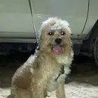 كلب للبيع
