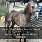 للبيع حصان