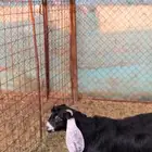 جفار عوارض وتيس صنف