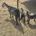 معزا للبيع الموقع الاكحل