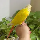 كنيور صن شيك ريد فاكتور اليف وهدد