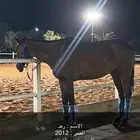 خيل