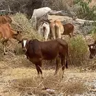 للبيع حسلان ذكور عدد 3 أعمارها من 6 الى 7 أشهر