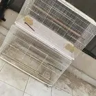 قفص 610 (( تم البيع ))