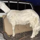 خروف للبيع