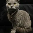 قطط تبني